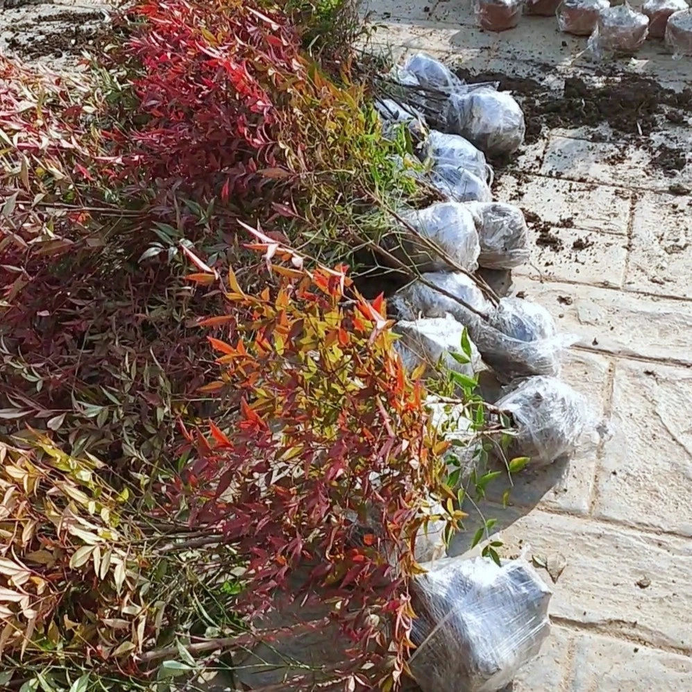 南天竹富贵竹庭院别墅观赏
