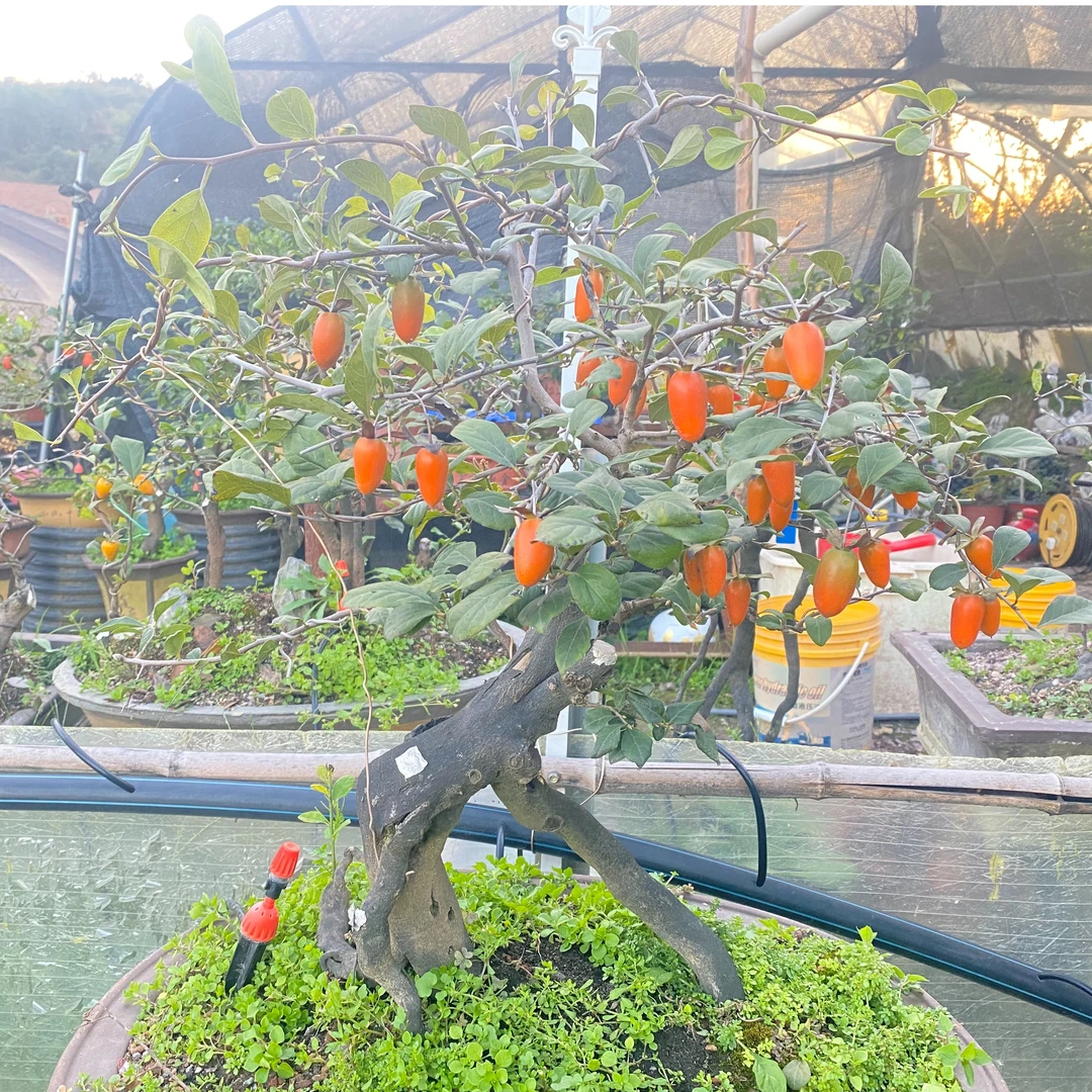 直播间小盆景金弹子盆栽四季常绿