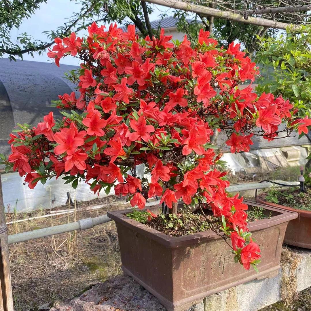 直播专享杜鹃花映山红盆景盆栽老桩原生桩带盆