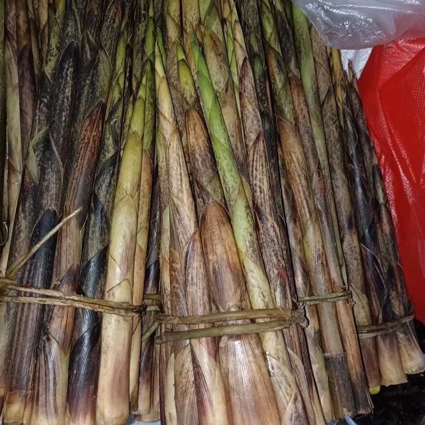 云南野生八月竹，小金竹，刺竹笋，带壳包邮