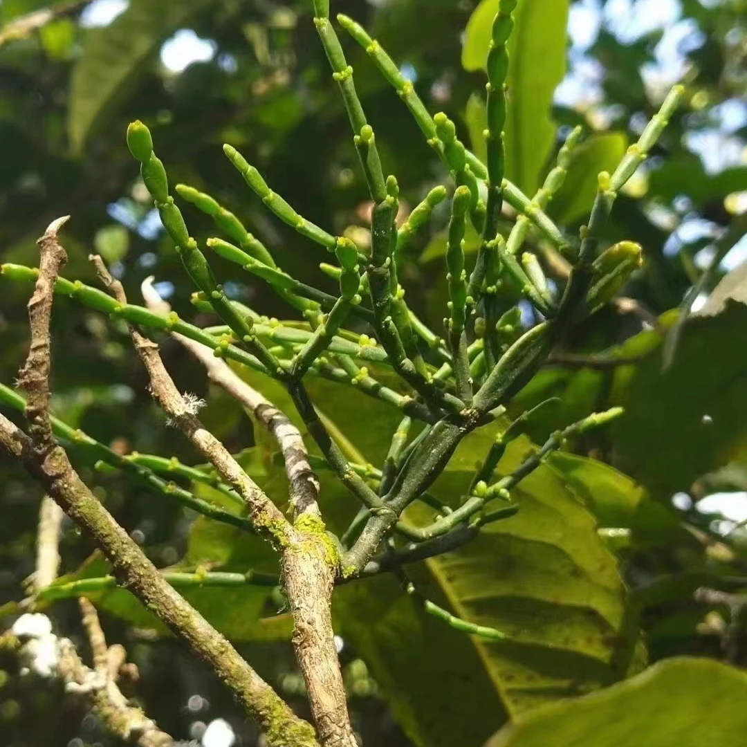 景迈古树螃蟹脚纯料300克/盒