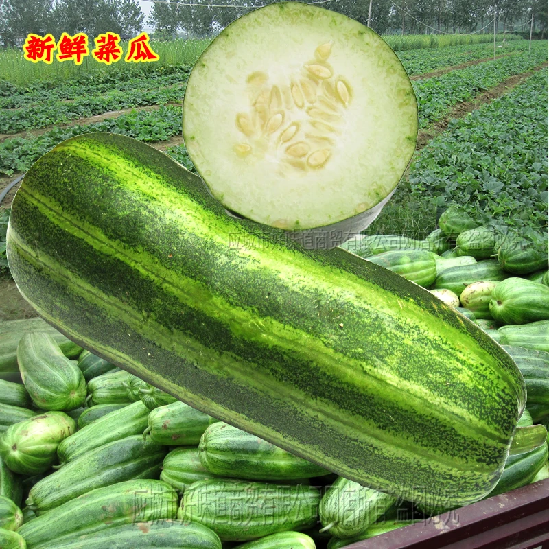 湖北特产果蔬新鲜梢瓜秧瓜甜瓜生瓜越瓜菴瓜烧瓜农产品 凉拌菜