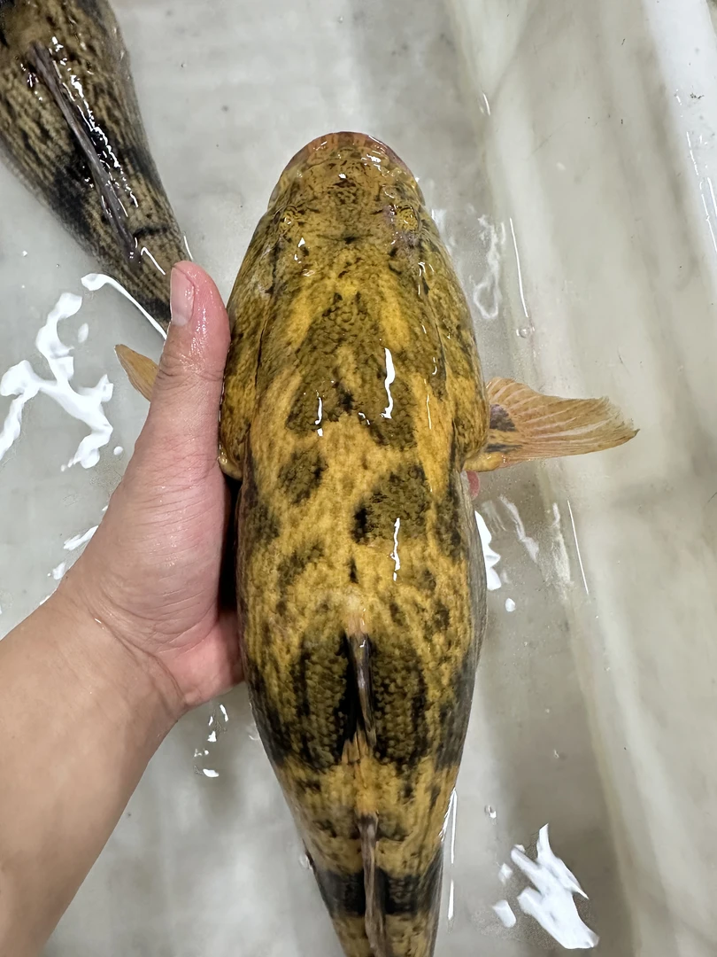 沙塘鳢新鲜现杀正宗笋壳鱼呆子鱼虎头鲨虎头鲨土憨鱼