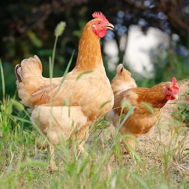 正宗农村散养老母鸡江浙沪包邮顺丰冷链