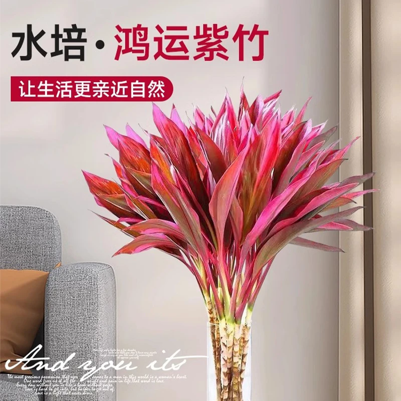 【汾汾花园专属】紫竹鸿运竹水培转运竹富贵竹船长花园办公室盆栽