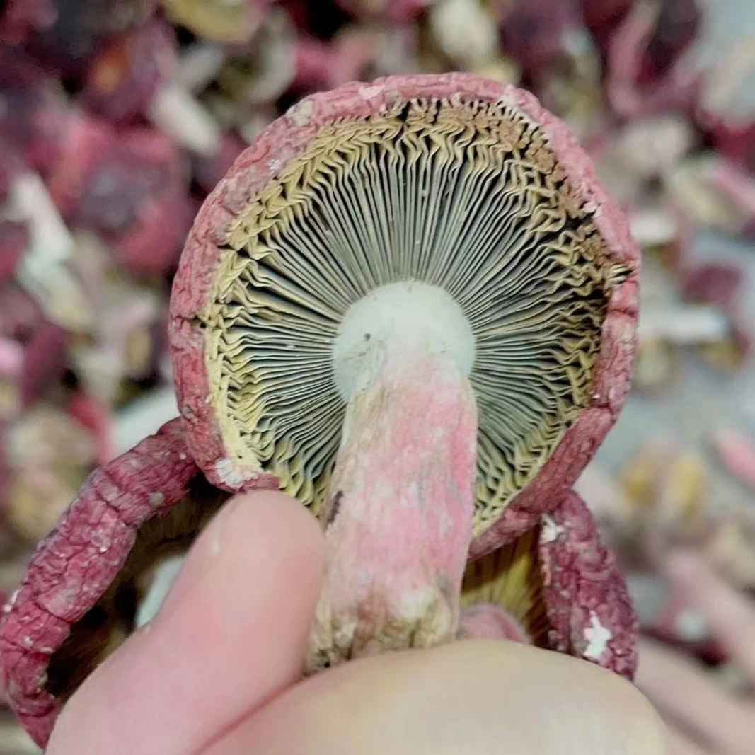 【月子菇】 广西浪水红菇野生红菇 深山正红菇 贵妃菇 250g