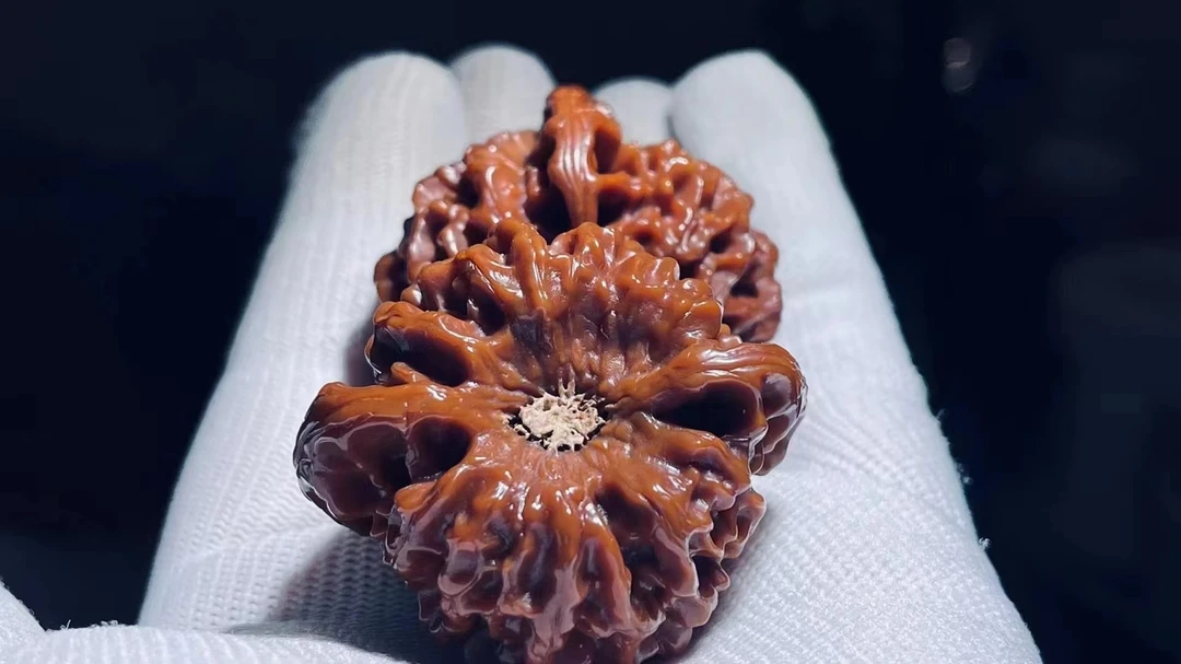 龙门涧文玩核桃野生小众三角白磨盘大粗筋南疆石狮子头