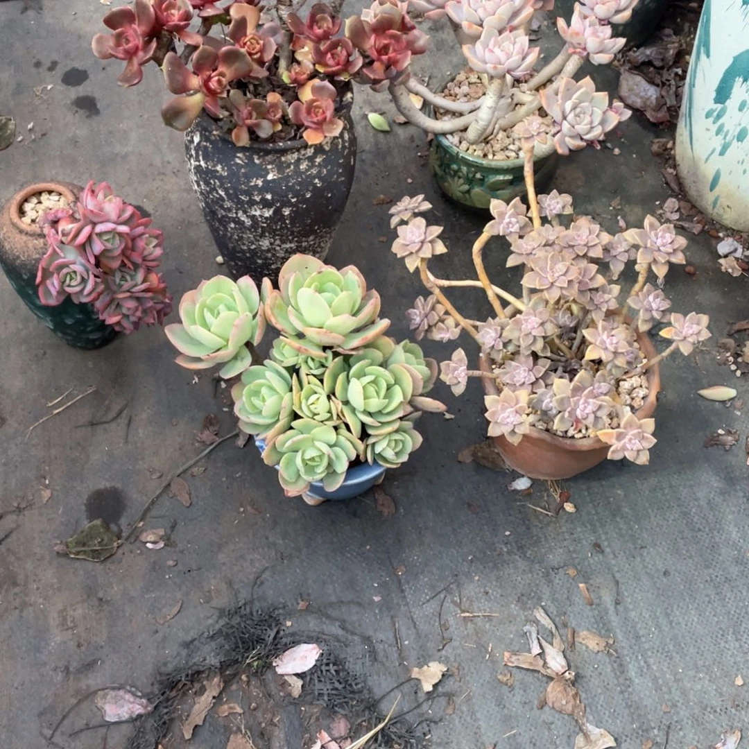 直**会5盆多肉含盆