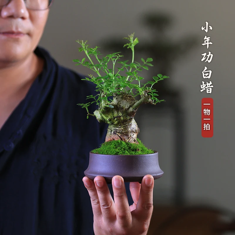 对接白蜡盆景一物一拍紫砂茶室茶台阳台室内好养精品矮霸造型植物