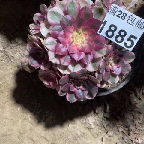 荔枝多肉多肉1885