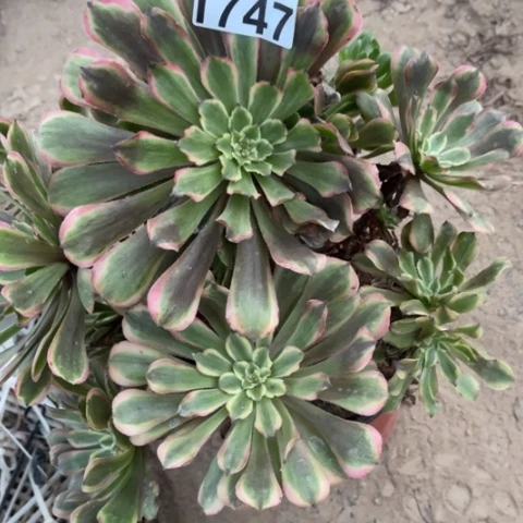 粉黛多肉多肉1747