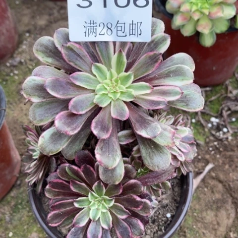 紫陌多肉多肉3106