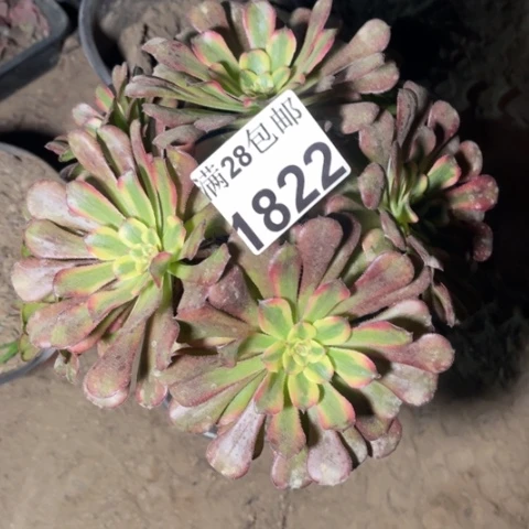 红颜多肉多肉1822