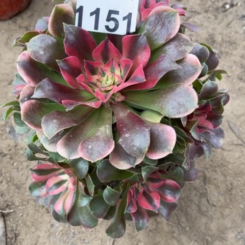 香风多肉多肉1151