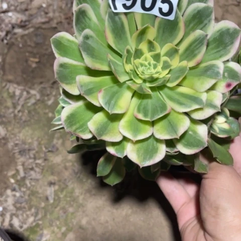 海王多肉多肉1905