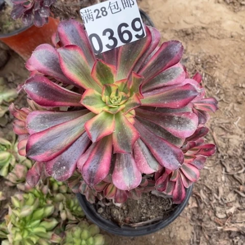 美杜莎多肉多肉0369