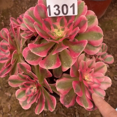 女巫多肉多肉1301