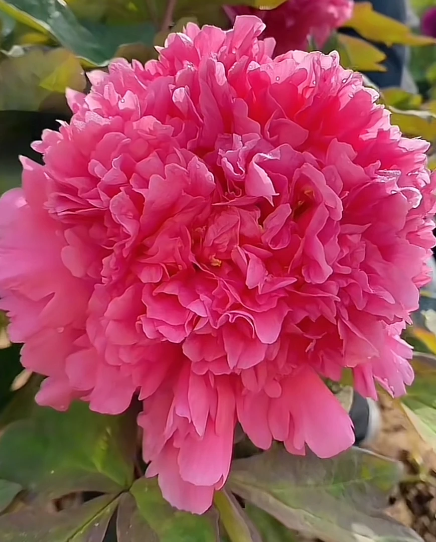 大胡红老桩牡丹基地直发