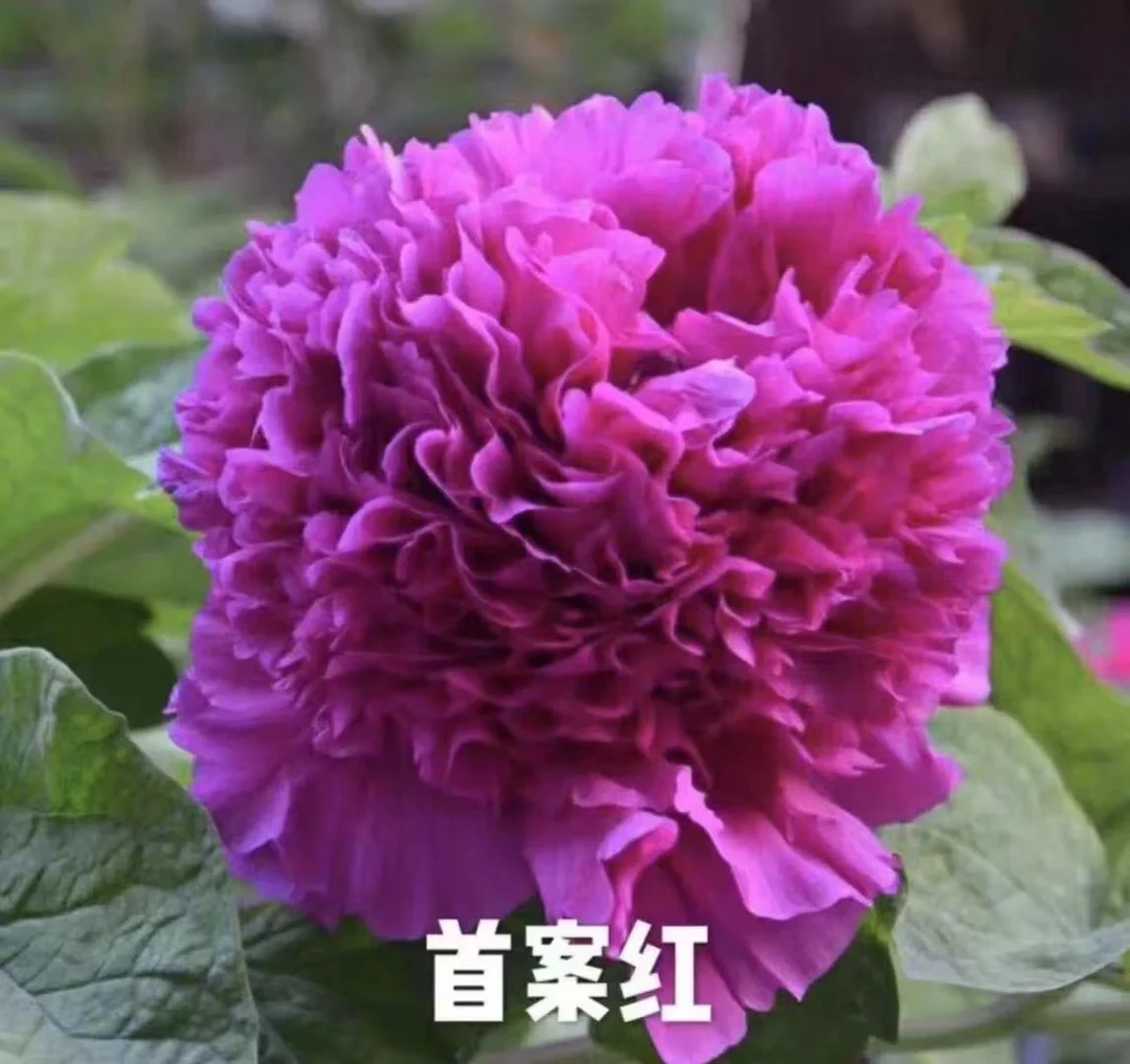 【首案红】牡丹大苗:现货发货