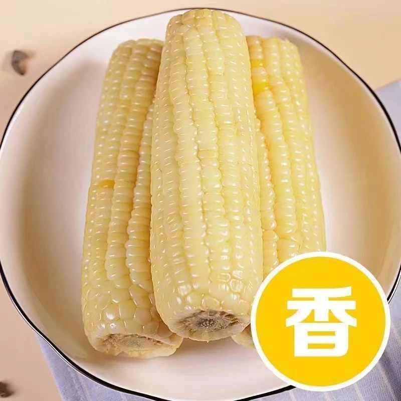 【试吃两根】2024年头茬白糯玉米软糯香粘拍8送2共10支整箱5.5斤