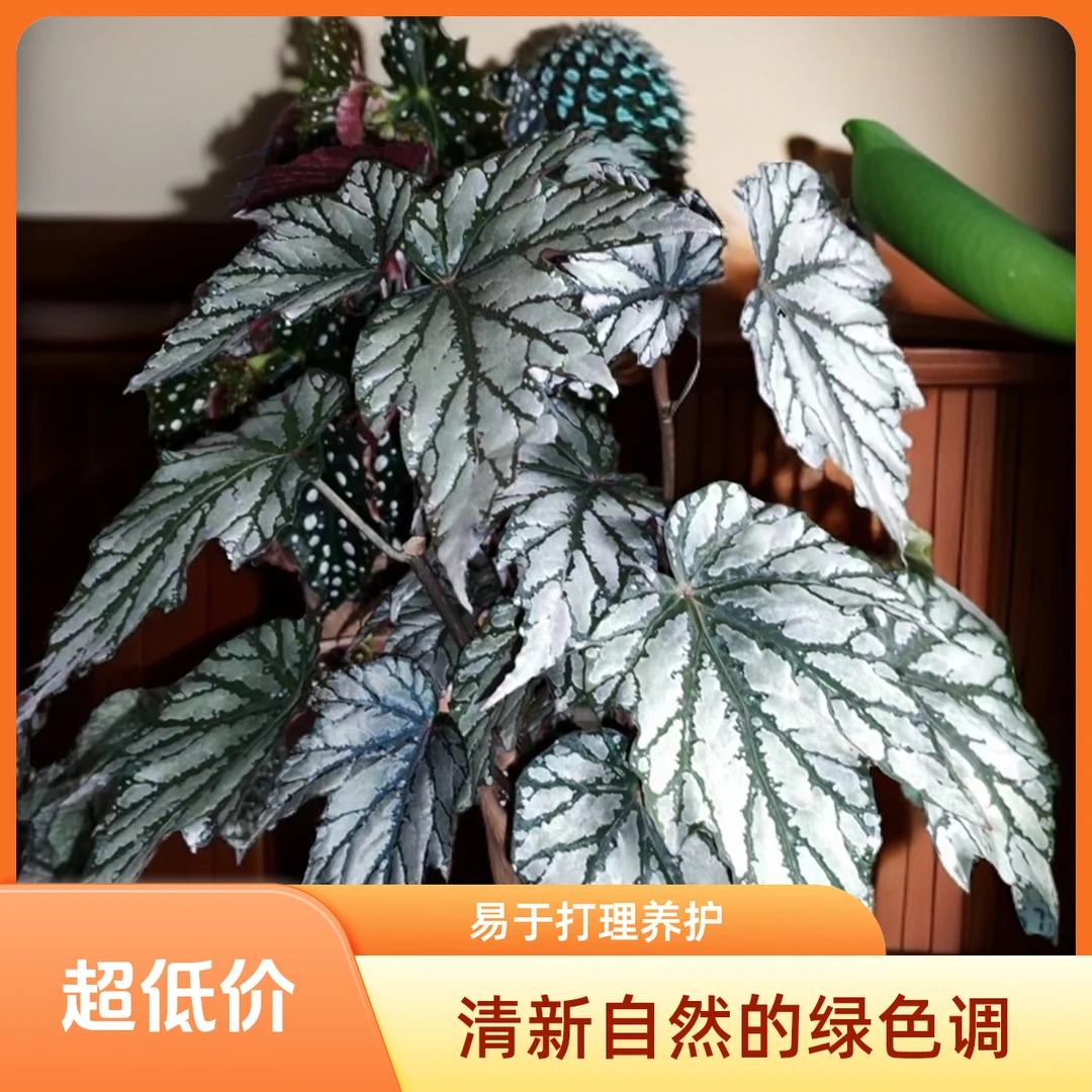 祺诺绿植园艺 阿德里安秋海棠 具体苗情以直播间展示为准