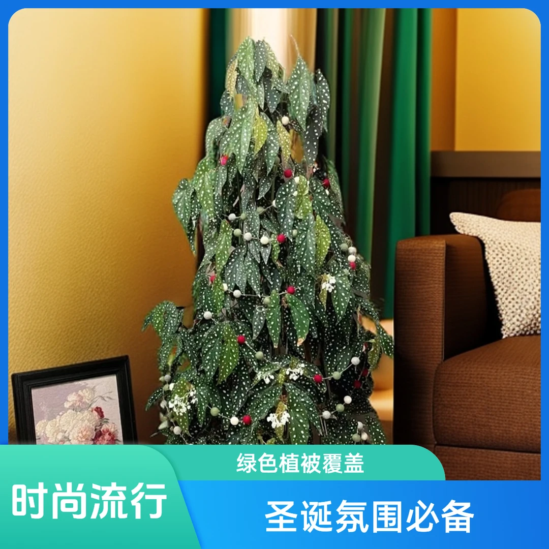 祺诺绿植园艺 鳟鱼秋海棠 具体苗情以直播间展示为准