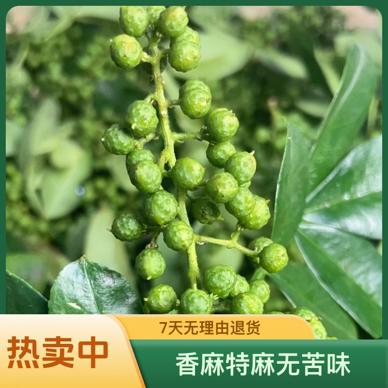 2025云南正宗永善青花椒 香麻特麻无苦味食用新鲜花椒粒散装