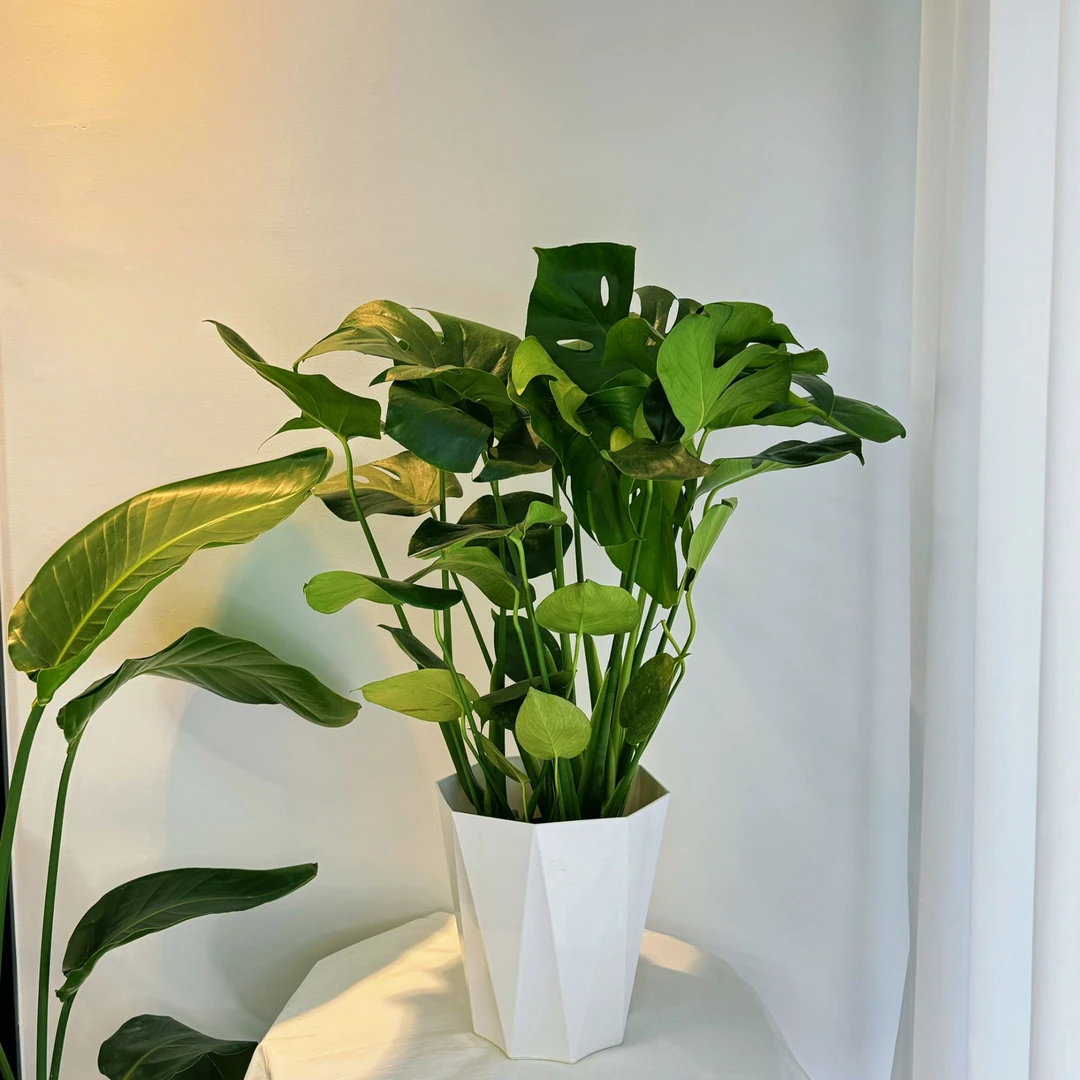 精品大龟背竹绿植办公室懒人基地直发好养大盆栽净化空气旺宅乔迁