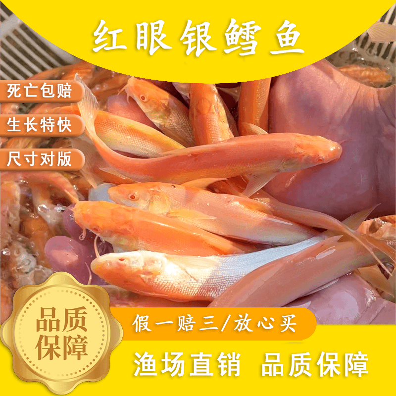 红银雪鱼 稀缺品种 生态养殖 渔场保活包赔