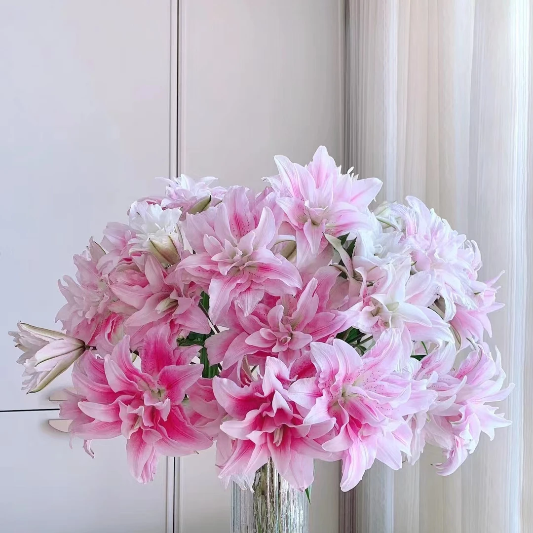 【彩花驿站】A级/伊莎贝拉百合（3头/一单包邮）