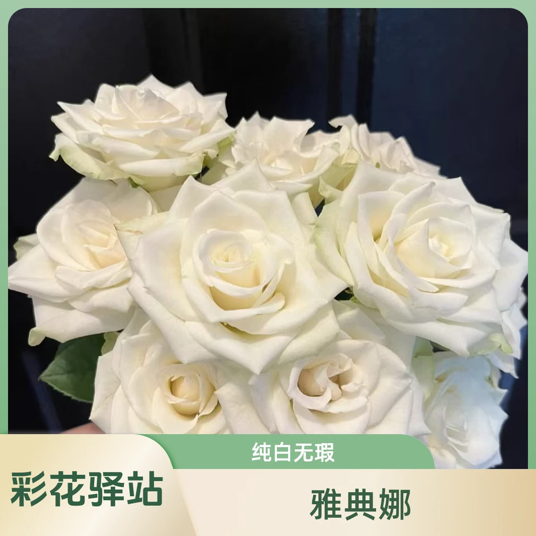 雅典娜玫瑰/方德荷冠（好养/小花苞介意勿拍）【两单包邮】