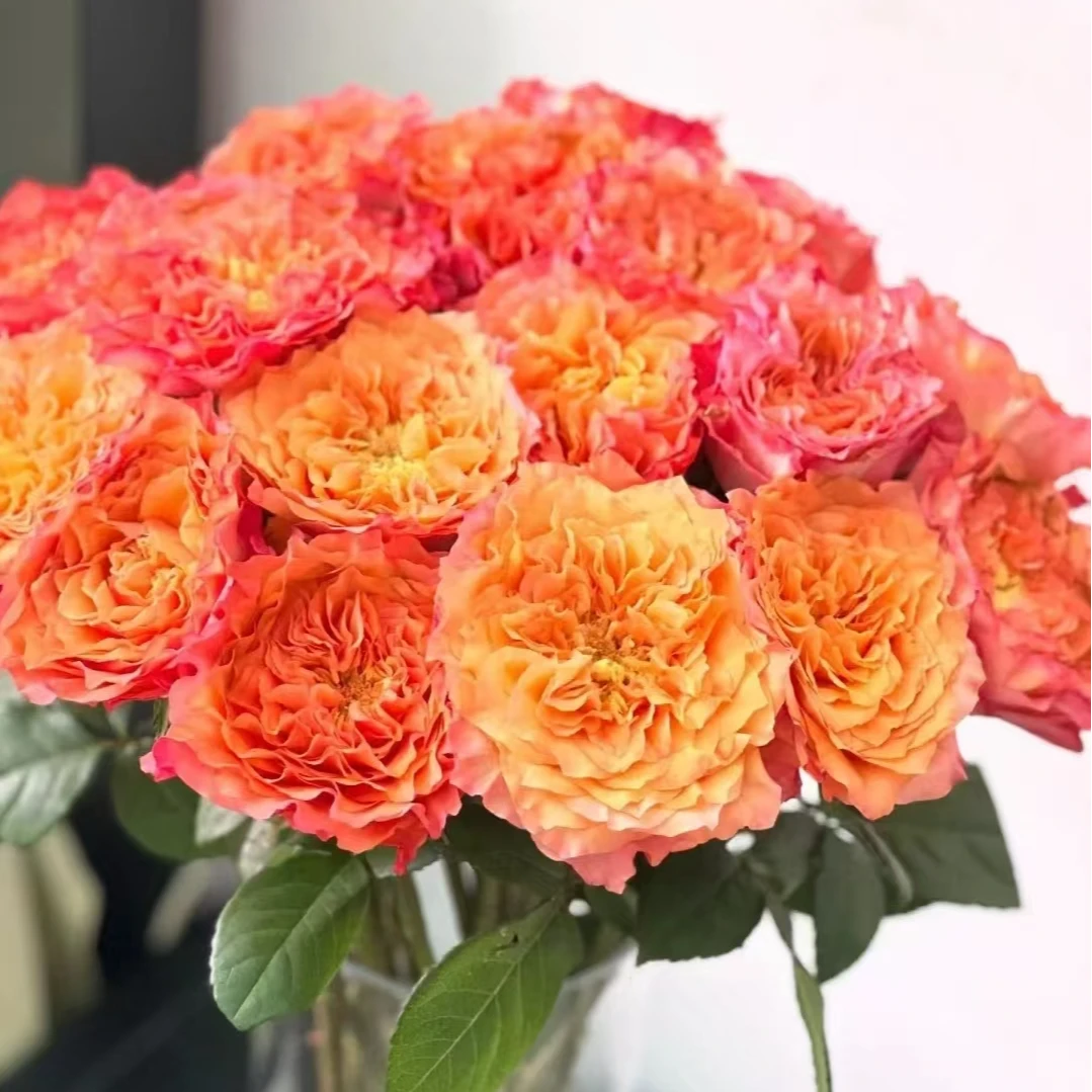 【彩花驿站】火烈鸟玫瑰（直播间展示为准/10％损耗无售后介意勿拍）