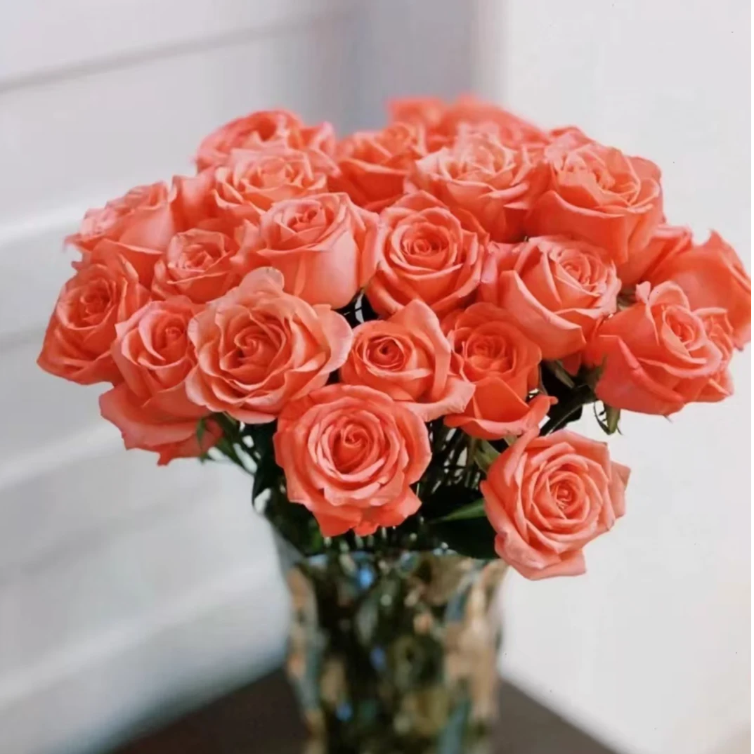 【彩花驿站】影星玫瑰（花期长好养护）