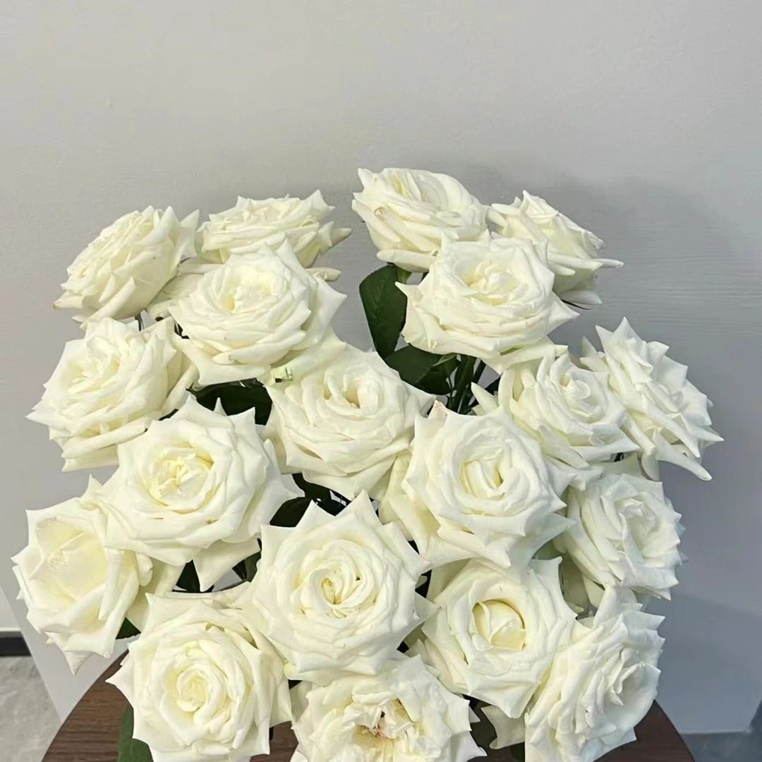 【彩花驿站】骄傲（收到醒花/任意两单升级冷链快递/直播间展示为准）