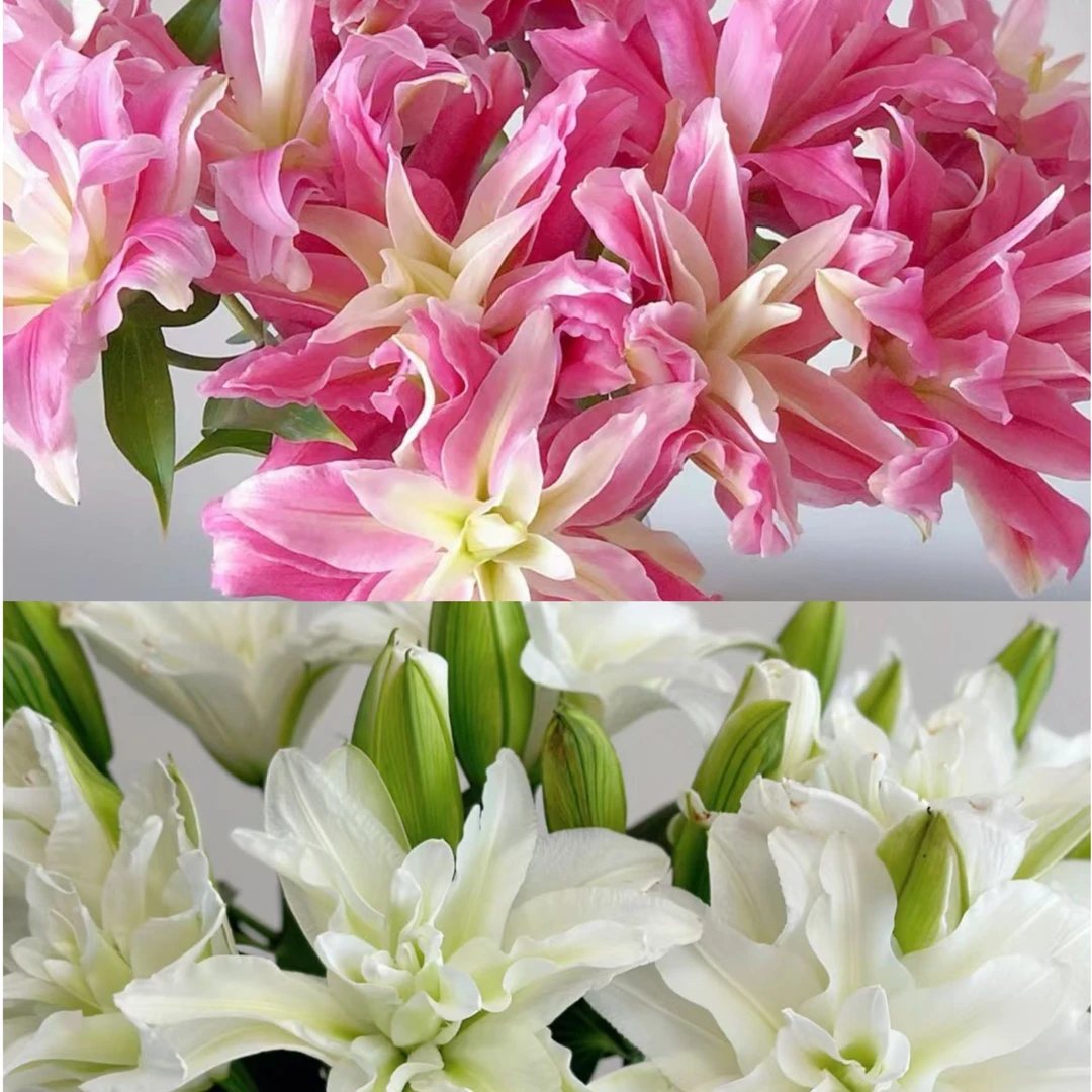 【彩花驿站】A级/红丝带＋艾莎百合双拼（一单包邮）