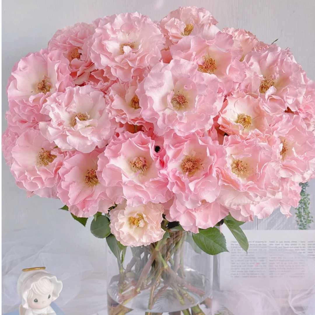 人鱼公主多头玫瑰（10%运输损耗正常介意勿拍)