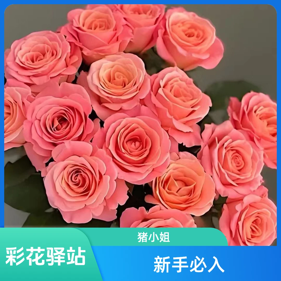 猪小姐 玫瑰 （任意两单升级快递/0°以下需拍保温)