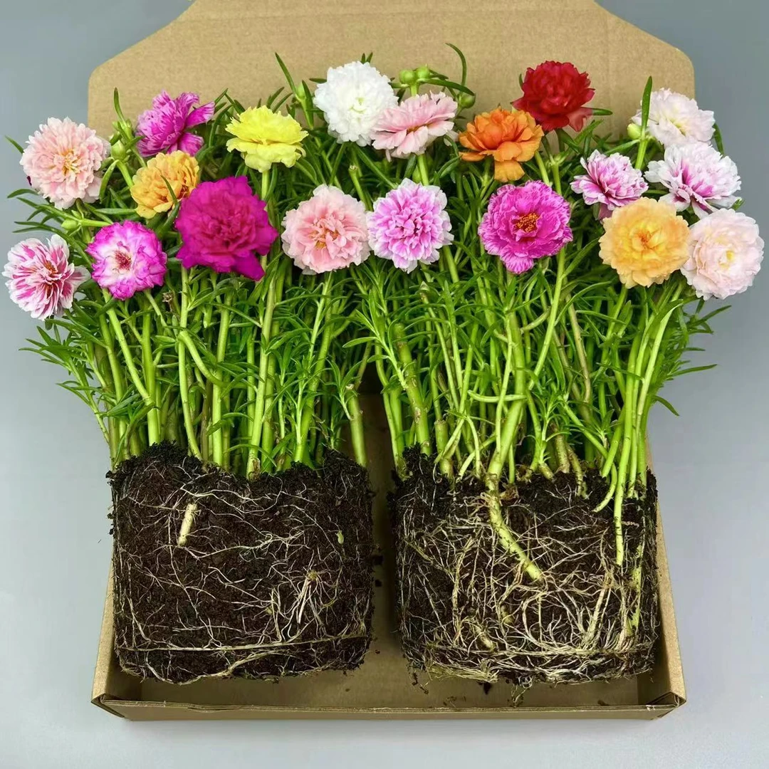 【带根带土带花苞】重瓣太阳花 多色混色发货 宿根多年生耐晒耐热