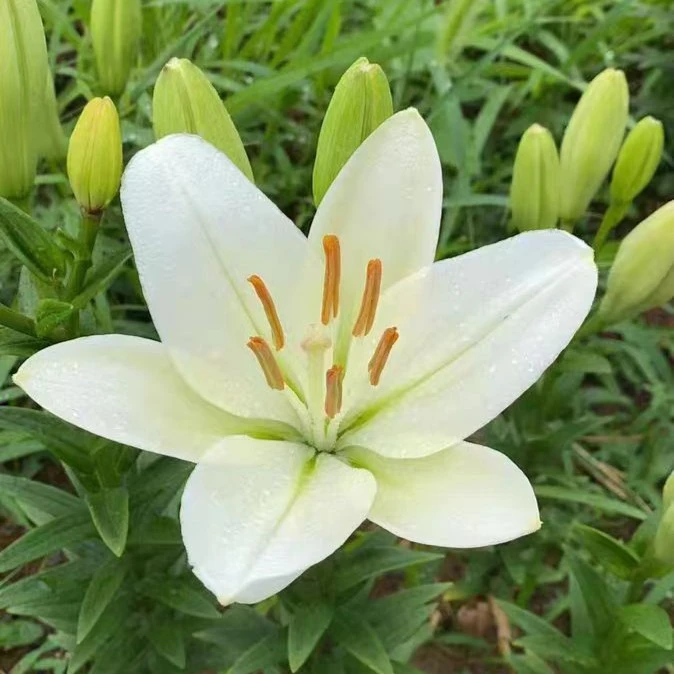 白色进口香水百合四季可种盆栽地栽