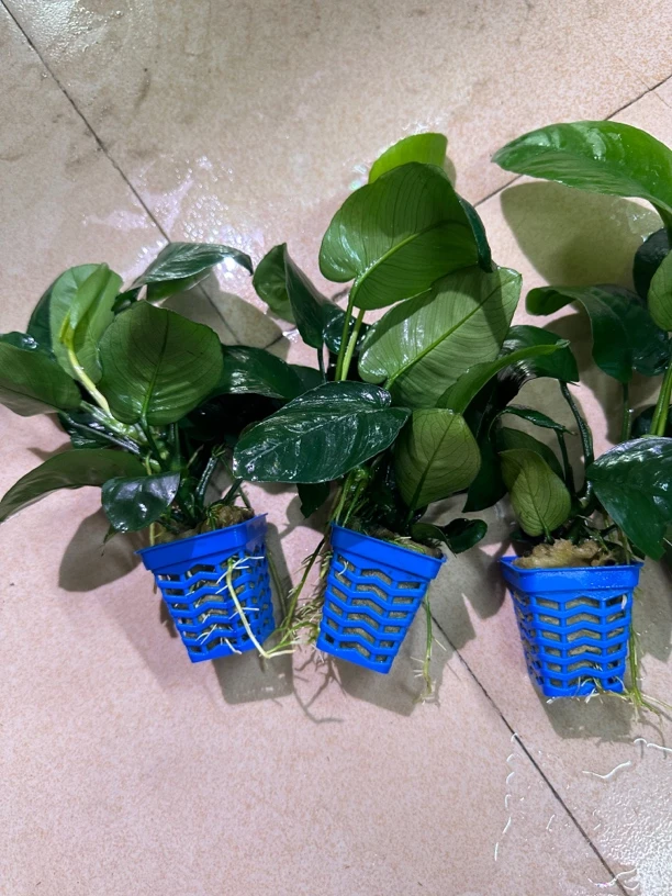 鱼缸水草小巴榕小水榕鱼缸造景阴性新手水草沉木水榕