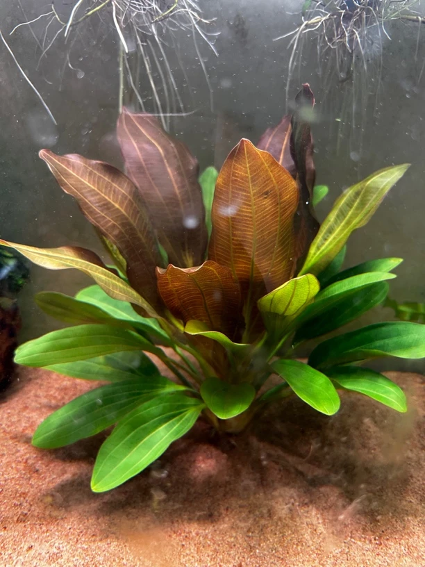 鱼缸水草红九冠皇冠类绿九冠水草鱼缸造景阴性新手无需二氧化碳