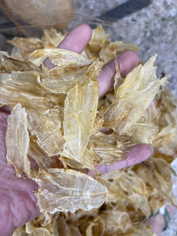 六妹鱼胶  小白花鱼胶 鱼胶花胶