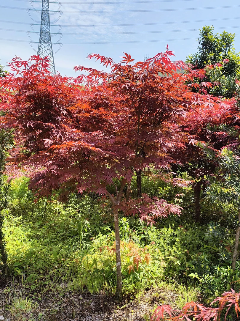 庭院别墅景观 红枫 一物一拍