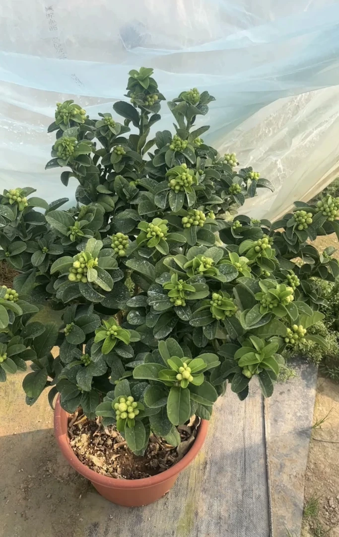 带花金佛手老桩盆景苗耙耙柑造型