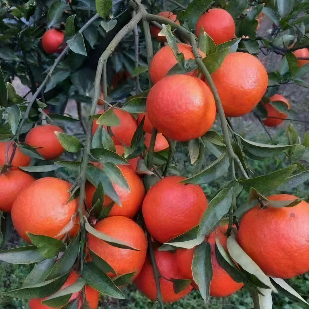 【耒阳配送】约3斤精品东方红砂糖桔清甜坏果包赔