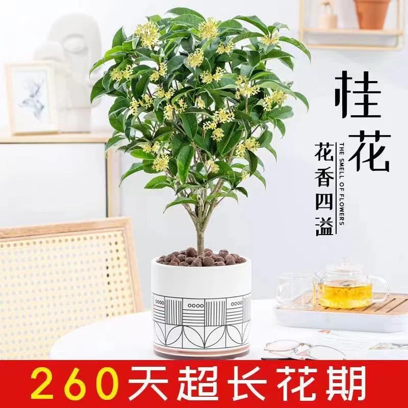 【买1送1】桂花树苗桂花苗盆栽金桂四季桂月月桂浓香型耐热四季开花