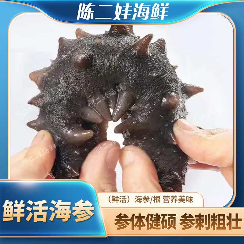 （鲜活）海参一根(100g)