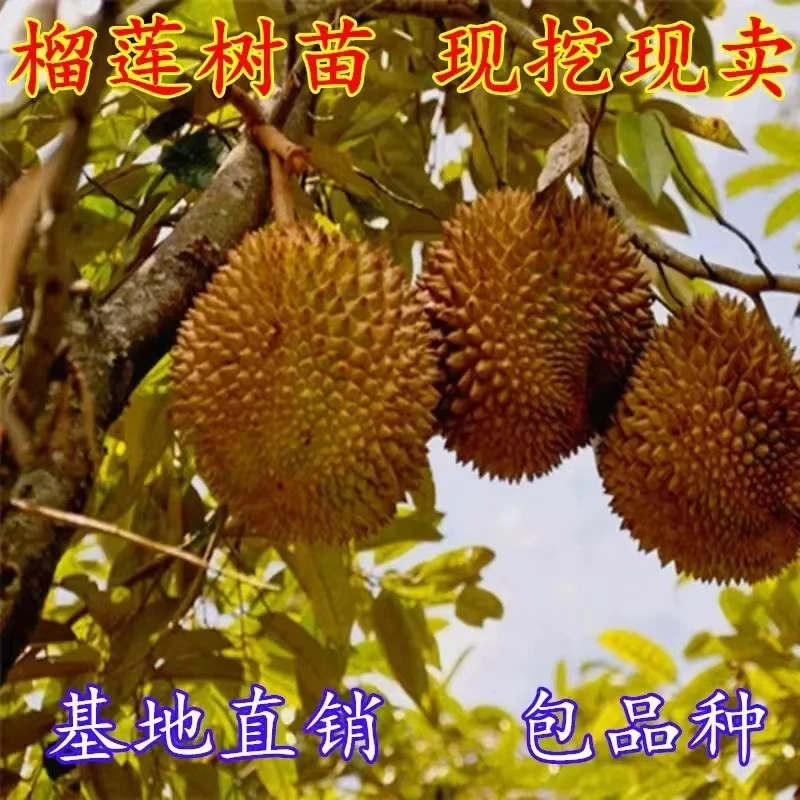 四季种植榴莲苗盆栽南北方种植金枕头五年苗当年结果买一赠一