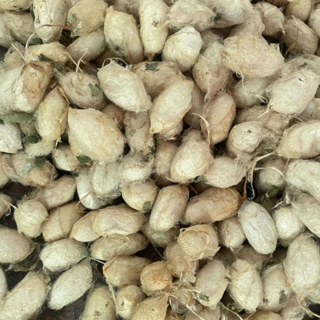 现摘现括大连庄河蚕蛹(大号)