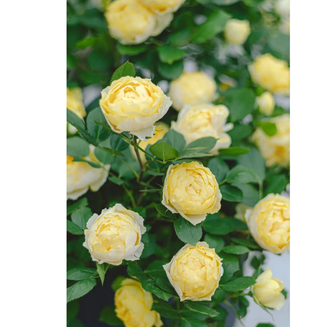 【金丝雀】多头柠檬黄好养月季